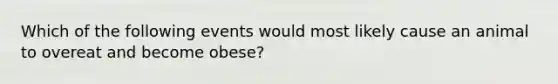 Which of the following events would most likely cause an animal to overeat and become obese?