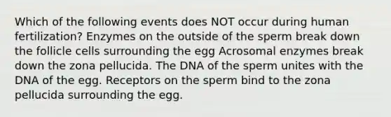 Which of the following events does NOT occur during human fertilization? Enzymes on the outside of the sperm break down the follicle cells surrounding the egg Acrosomal enzymes break down the zona pellucida. The DNA of the sperm unites with the DNA of the egg. Receptors on the sperm bind to the zona pellucida surrounding the egg.