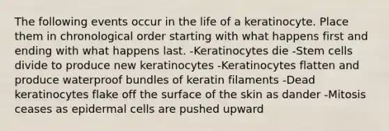 The following events occur in the life of a keratinocyte. Place them in chronological order starting with what happens first and ending with what happens last. -Keratinocytes die -Stem cells divide to produce new keratinocytes -Keratinocytes flatten and produce waterproof bundles of keratin filaments -Dead keratinocytes flake off the surface of the skin as dander -Mitosis ceases as epidermal cells are pushed upward