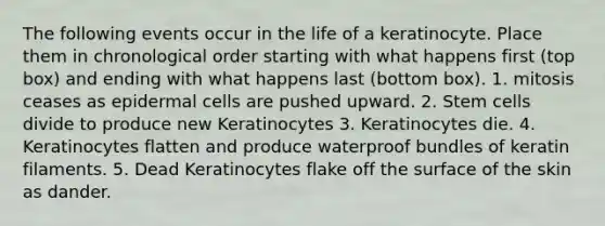 The following events occur in the life of a keratinocyte. Place them in chronological order starting with what happens first (top box) and ending with what happens last (bottom box). 1. mitosis ceases as epidermal cells are pushed upward. 2. Stem cells divide to produce new Keratinocytes 3. Keratinocytes die. 4. Keratinocytes flatten and produce waterproof bundles of keratin filaments. 5. Dead Keratinocytes flake off the surface of the skin as dander.