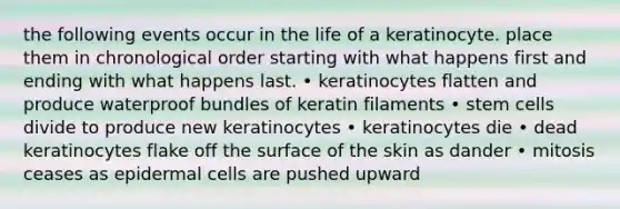 the following events occur in the life of a keratinocyte. place them in chronological order starting with what happens first and ending with what happens last. • keratinocytes flatten and produce waterproof bundles of keratin filaments • stem cells divide to produce new keratinocytes • keratinocytes die • dead keratinocytes flake off the surface of the skin as dander • mitosis ceases as epidermal cells are pushed upward