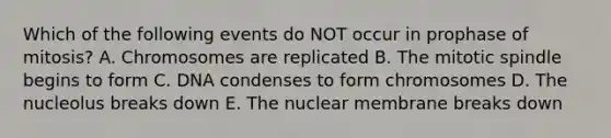 Which of the following events do NOT occur in prophase of mitosis? A. Chromosomes are replicated B. The mitotic spindle begins to form C. DNA condenses to form chromosomes D. The nucleolus breaks down E. The nuclear membrane breaks down