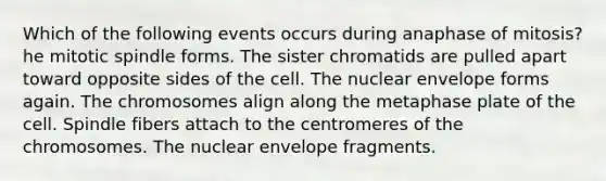 Which of the following events occurs during anaphase of mitosis? he mitotic spindle forms. The sister chromatids are pulled apart toward opposite sides of the cell. The nuclear envelope forms again. The chromosomes align along the metaphase plate of the cell. Spindle fibers attach to the centromeres of the chromosomes. The nuclear envelope fragments.