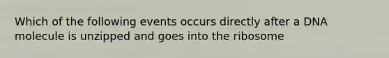 Which of the following events occurs directly after a DNA molecule is unzipped and goes into the ribosome