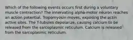 Which of the following events occurs first during a voluntary muscle contraction? The innervating alpha-motor neuron reaches an action potential. Tropomyosin moves, exposing the actin active sites. The T-tubules depolarize, causing calcium to be released from the sarcoplasmic reticulum. Calcium is released from the sarcoplasmic reticulum.