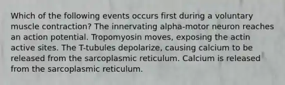 Which of the following events occurs first during a voluntary muscle contraction? The innervating alpha-motor neuron reaches an action potential. Tropomyosin moves, exposing the actin active sites. The T-tubules depolarize, causing calcium to be released from the sarcoplasmic reticulum. Calcium is released from the sarcoplasmic reticulum.