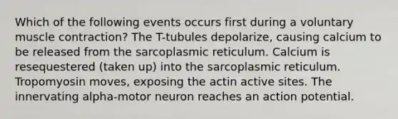 Which of the following events occurs first during a voluntary muscle contraction? The T-tubules depolarize, causing calcium to be released from the sarcoplasmic reticulum. Calcium is resequestered (taken up) into the sarcoplasmic reticulum. Tropomyosin moves, exposing the actin active sites. The innervating alpha-motor neuron reaches an action potential.