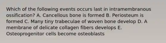 Which of the following events occurs last in intramembranous ossification? A. Cancellous bone is formed B. Periosteum is formed C. Many tiny trabeculae of woven bone develop D. A membrane of delicate collagen fibers develops E. Osteoprogenitor cells become osteoblasts