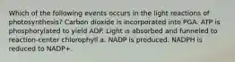 Which of the following events occurs in the light reactions of photosynthesis? Carbon dioxide is incorporated into PGA. ATP is phosphorylated to yield ADP. Light is absorbed and funneled to reaction-center chlorophyll a. NADP is produced. NADPH is reduced to NADP+.