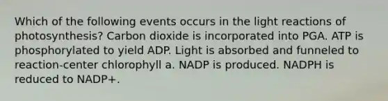 Which of the following events occurs in the light reactions of photosynthesis? Carbon dioxide is incorporated into PGA. ATP is phosphorylated to yield ADP. Light is absorbed and funneled to reaction-center chlorophyll a. NADP is produced. NADPH is reduced to NADP+.