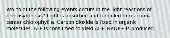 Which of the following events occurs in the <a href='https://www.questionai.com/knowledge/kSUoWrrvoC-light-reactions' class='anchor-knowledge'>light reactions</a> of photosynthesis? Light is absorbed and funneled to reaction-center chlorophyll a. Carbon dioxide is fixed in <a href='https://www.questionai.com/knowledge/kjUwUacPFG-organic-molecules' class='anchor-knowledge'>organic molecules</a>. ATP is consumed to yield ADP. NADP+ is produced.