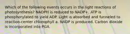 Which of the following events occurs in the light reactions of photosynthesis? NADPH is reduced to NADP+. ATP is phosphorylated to yield ADP. Light is absorbed and funneled to reaction-center chlorophyll a. NADP is produced. Carbon dioxide is incorporated into PGA.