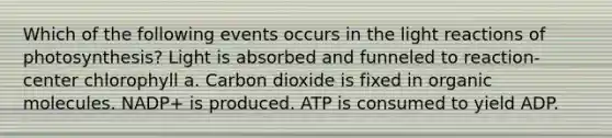 Which of the following events occurs in the light reactions of photosynthesis? Light is absorbed and funneled to reaction-center chlorophyll a. Carbon dioxide is fixed in organic molecules. NADP+ is produced. ATP is consumed to yield ADP.