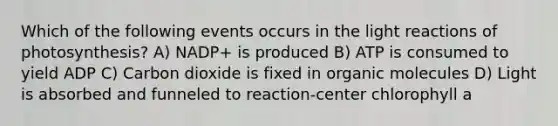 Which of the following events occurs in the <a href='https://www.questionai.com/knowledge/kSUoWrrvoC-light-reactions' class='anchor-knowledge'>light reactions</a> of photosynthesis? A) NADP+ is produced B) ATP is consumed to yield ADP C) Carbon dioxide is fixed in <a href='https://www.questionai.com/knowledge/kjUwUacPFG-organic-molecules' class='anchor-knowledge'>organic molecules</a> D) Light is absorbed and funneled to reaction-center chlorophyll a