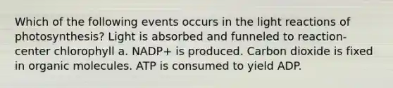 Which of the following events occurs in the light reactions of photosynthesis? Light is absorbed and funneled to reaction-center chlorophyll a. NADP+ is produced. Carbon dioxide is fixed in organic molecules. ATP is consumed to yield ADP.