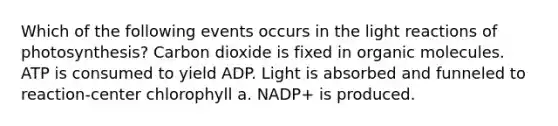 Which of the following events occurs in the light reactions of photosynthesis? Carbon dioxide is fixed in organic molecules. ATP is consumed to yield ADP. Light is absorbed and funneled to reaction-center chlorophyll a. NADP+ is produced.