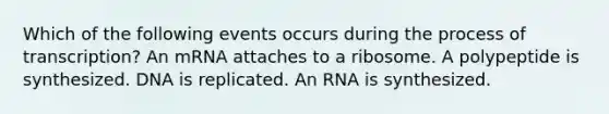 Which of the following events occurs during the process of transcription? An mRNA attaches to a ribosome. A polypeptide is synthesized. DNA is replicated. An RNA is synthesized.