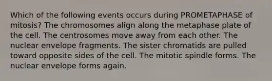 Which of the following events occurs during PROMETAPHASE of mitosis? The chromosomes align along the metaphase plate of the cell. The centrosomes move away from each other. The nuclear envelope fragments. The sister chromatids are pulled toward opposite sides of the cell. The mitotic spindle forms. The nuclear envelope forms again.