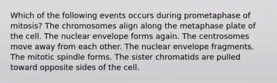 Which of the following events occurs during prometaphase of mitosis? The chromosomes align along the metaphase plate of the cell. The nuclear envelope forms again. The centrosomes move away from each other. The nuclear envelope fragments. The mitotic spindle forms. The sister chromatids are pulled toward opposite sides of the cell.