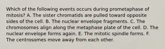 Which of the following events occurs during prometaphase of mitosis? A. The sister chromatids are pulled toward opposite sides of the cell. B. The nuclear envelope fragments. C. The chromosomes align along the metaphase plate of the cell. D. The nuclear envelope forms again. E. The mitotic spindle forms. F. The centrosomes move away from each other.