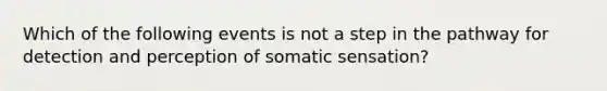 Which of the following events is not a step in the pathway for detection and perception of somatic sensation?