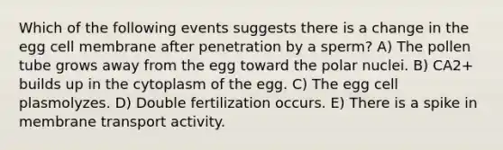 Which of the following events suggests there is a change in the egg cell membrane after penetration by a sperm? A) The pollen tube grows away from the egg toward the polar nuclei. B) CA2+ builds up in the cytoplasm of the egg. C) The egg cell plasmolyzes. D) Double fertilization occurs. E) There is a spike in membrane transport activity.