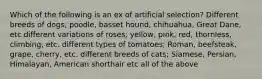 Which of the following is an ex of artificial selection? Different breeds of dogs; poodle, basset hound, chihuahua, Great Dane, etc different variations of roses; yellow, pink, red, thornless, climbing, etc. different types of tomatoes; Roman, beefsteak, grape, cherry, etc. different breeds of cats; Siamese, Persian, Himalayan, American shorthair etc all of the above