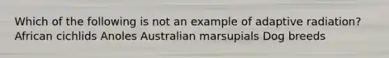 Which of the following is not an example of adaptive radiation? African cichlids Anoles Australian marsupials Dog breeds