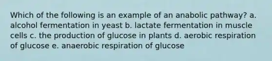 Which of the following is an example of an anabolic pathway? a. alcohol fermentation in yeast b. lactate fermentation in muscle cells c. the production of glucose in plants d. aerobic respiration of glucose e. anaerobic respiration of glucose