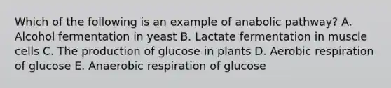 Which of the following is an example of anabolic pathway? A. Alcohol fermentation in yeast B. Lactate fermentation in muscle cells C. The production of glucose in plants D. <a href='https://www.questionai.com/knowledge/kyxGdbadrV-aerobic-respiration' class='anchor-knowledge'>aerobic respiration</a> of glucose E. Anaerobic respiration of glucose