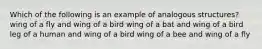 Which of the following is an example of analogous structures? wing of a fly and wing of a bird wing of a bat and wing of a bird leg of a human and wing of a bird wing of a bee and wing of a fly