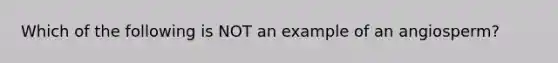 Which of the following is NOT an example of an angiosperm?