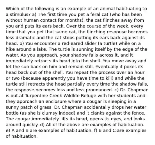 Which of the following is an example of an animal habituating to a stimulus? a) The first time you pet a feral cat (who has been without human contact for months), the cat flinches away from you and puts its ears back. Over the course of the week, every time that you pet that same cat, the flinching response becomes less dramatic and the cat stops putting its ears back against its head. b) You encounter a red-eared slider (a turtle) while on a hike around a lake. The turtle is sunning itself by the edge of the water. As you approach, your shadow falls across it, and it immediately retracts its head into the shell. You move away and let the sun back on him and remain still. Eventually it pokes its head back out of the shell. You repeat the process over an hour or two (because apparently you have time to kill) and while the turtle still retracts the head partially every time the shadow falls, the response becomes less and less pronounced. c) Dr. Chapman is out at Turpentine Creek Wildlife Refuge with her students and they approach an enclosure where a cougar is sleeping in a sunny patch of grass. Dr. Chapman accidentally drops her water bottle (as she is clumsy indeed) and it clanks against the fence. The cougar immediately lifts its head, opens its eyes, and looks around quickly. d) All of the above are examples of habituation. e) A and B are examples of habituation. f) B and C are examples of habituation.