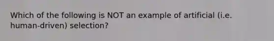 Which of the following is NOT an example of artificial (i.e. human-driven) selection?