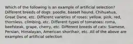 Which of the following is an example of artificial selection? Different breeds of dogs: poodle, basset hound, Chihuahua, Great Dane, etc. Different varieties of roses: yellow, pink, red, thornless, climbing, etc. Different types of tomatoes: roma, beefsteak, grape, cherry, etc. Different breeds of cats: Siamese, Persian, Himalayan, American shorthair, etc. All of the above are examples of artificial selection