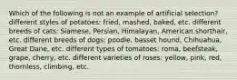 Which of the following is not an example of artificial selection? different styles of potatoes: fried, mashed, baked, etc. different breeds of cats: Siamese, Persian, Himalayan, American shorthair, etc. different breeds of dogs: poodle, basset hound, Chihuahua, Great Dane, etc. different types of tomatoes: roma, beefsteak, grape, cherry, etc. different varieties of roses: yellow, pink, red, thornless, climbing, etc.