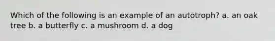 Which of the following is an example of an autotroph? a. an oak tree b. a butterfly c. a mushroom d. a dog