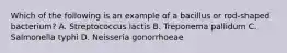 Which of the following is an example of a bacillus or rod-shaped bacterium? A. Streptococcus lactis B. Treponema pallidum C. Salmonella typhi D. Neisseria gonorrhoeae