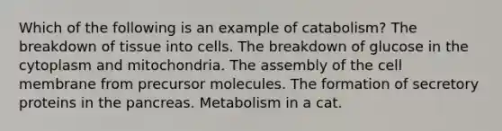 Which of the following is an example of catabolism? The breakdown of tissue into cells. The breakdown of glucose in the cytoplasm and mitochondria. The assembly of the cell membrane from precursor molecules. The formation of secretory proteins in <a href='https://www.questionai.com/knowledge/kITHRba4Cd-the-pancreas' class='anchor-knowledge'>the pancreas</a>. Metabolism in a cat.