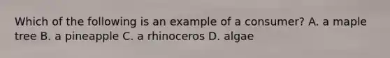 Which of the following is an example of a consumer? A. a maple tree B. a pineapple C. a rhinoceros D. algae