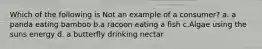 Which of the following is Not an example of a consumer? a. a panda eating bamboo b.a racoon eating a fish c.Algae using the suns energy d. a butterfly drinking nectar