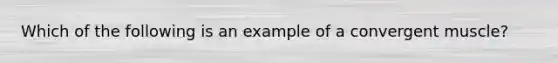 Which of the following is an example of a convergent muscle?