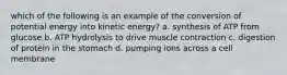 which of the following is an example of the conversion of potential energy into kinetic energy? a. synthesis of ATP from glucose b. ATP hydrolysis to drive muscle contraction c. digestion of protein in the stomach d. pumping ions across a cell membrane