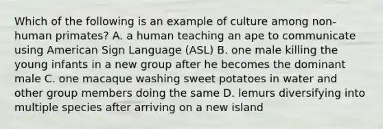 Which of the following is an example of culture among non-human primates? A. a human teaching an ape to communicate using American Sign Language (ASL) B. one male killing the young infants in a new group after he becomes the dominant male C. one macaque washing sweet potatoes in water and other group members doing the same D. lemurs diversifying into multiple species after arriving on a new island