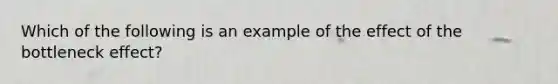 Which of the following is an example of the effect of the bottleneck effect?