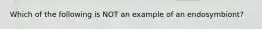 Which of the following is NOT an example of an endosymbiont?