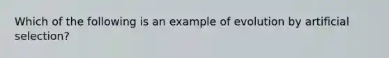 Which of the following is an example of evolution by artificial selection?