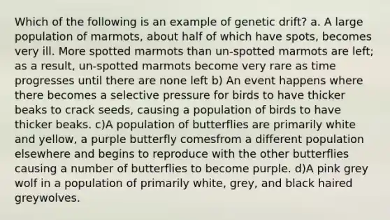 Which of the following is an example of genetic drift? a. A large population of ​marmots​, about half of which have spots, becomes very ill. More spotted marmots than un-spotted marmots are left; as a result, un-spotted marmots become very rare as time progresses until there are none left b) An event happens where there becomes a selective pressure for birds to have thicker beaks to crack seeds, causing a population of birds to have thicker beaks. c)A population of butterflies are primarily white and yellow, a purple butterfly comesfrom a different population elsewhere and begins to reproduce with the other butterflies causing a number of butterflies to become purple. d)A pink grey wolf in a population of primarily white, grey, and black haired greywolves.