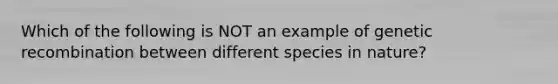 Which of the following is NOT an example of genetic recombination between different species in nature?