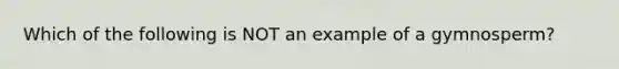 Which of the following is NOT an example of a gymnosperm?